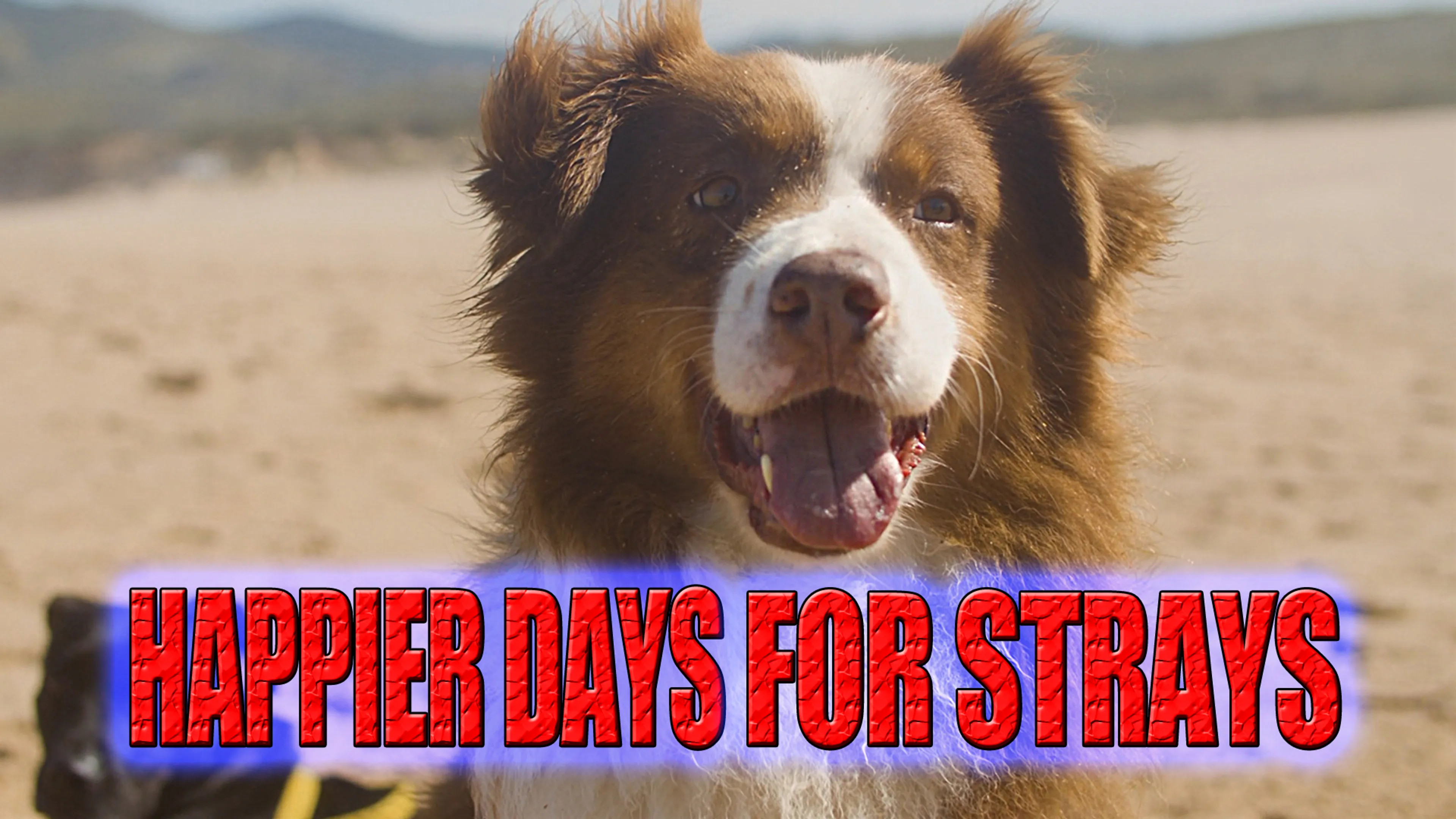 Happier Days For Strays poster